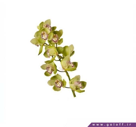 خاص ترین گل - گل ارکیده سیمبیدیوم رابین هود - Cymbidium Orchid | گل آف